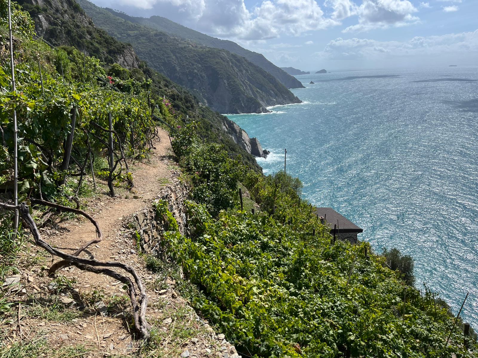 Terraced vineyards along a coastal walking path above the sea in Cinque Terre