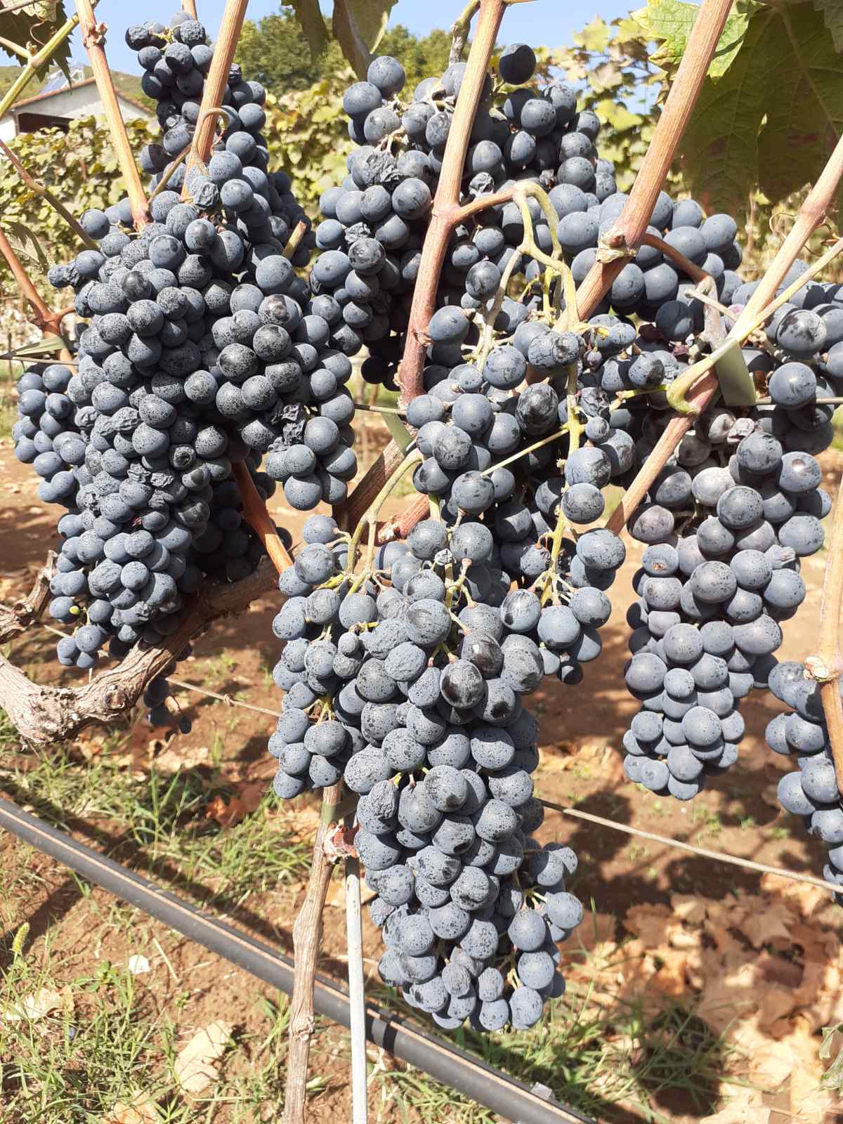 Ripe dark grape clusters on the vine at a Montenegrin vineyard